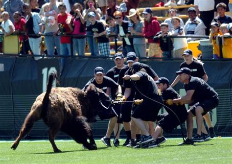 The CU Boulder Mascot vs. Rivals: A History of Friendly Competition